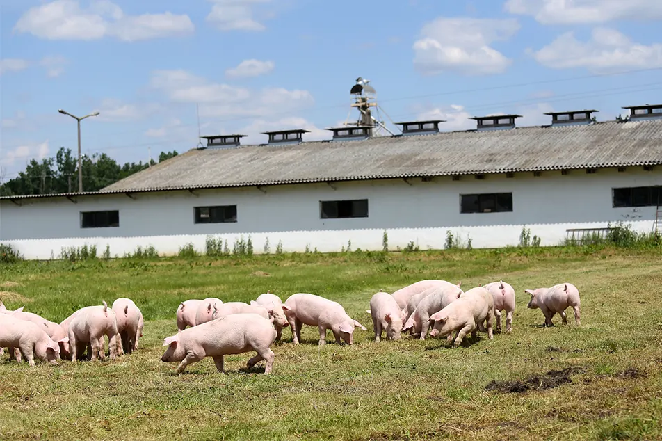 Емізетін торайлардың өлімінің себептері және алдын алу шаралары