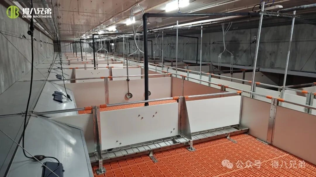 Ыстық ауа-райы кезінде шошқа фермаларында жылу стрессінің алдын алу және басқару