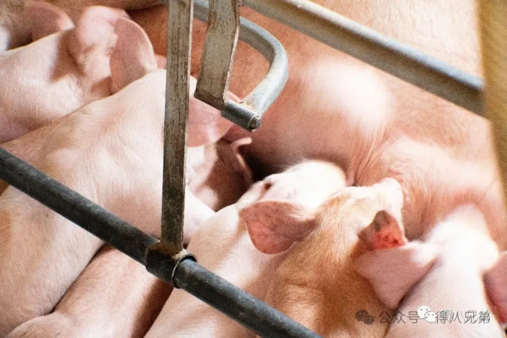 Lift Farrowing Crate