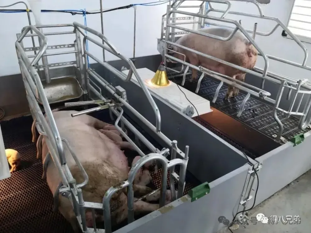Lift Farrowing Crate